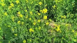खेती की ये जबरदस्त मशीनें आपका दिमाग हिला देगी ✅ Most Advanced Farming Machines#farminglife 