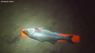 fishing for striped bassin boston