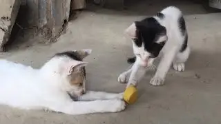 Piew funny play fight / Join the Fun with a Playful Cat Companion two cat / Piew play cat