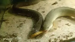 POLIPTERUS vs MUSSUM 