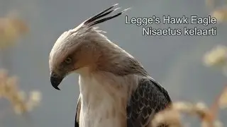 Legge's Hawk-Eagle - Nisaetus kelaarti