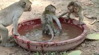 Baby monkey Janna look better now | Wow Dialy