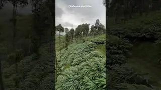 Cardamom plantation 🌱/#youtubeshorts#shortvideo#travel#trending#nature#shorts#ytshorts#song#video