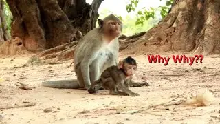 Leyla Get Angry With Amara to Kidnapped Baby Monkey Lucas Behind Her Back, Lucas Argues With Amara
