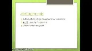 What is Metagenesis?