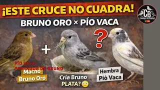 PIO ISABELA oro X PIO VACA-resultado¿oro?¿plata?crias 2025-¿PLATA?-TIMRADOS BALCONEROS-canarios 
