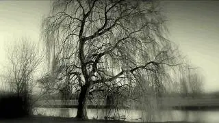 Salix Babylonica by Franco La Muerte