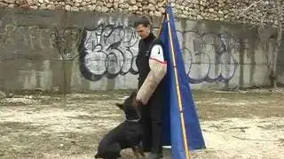 Liberta iz Zoosfery. Obedience and Protection training.
