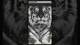 story wa macan putih #shorts