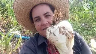 Elephant garlic