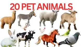 20 Pet Animals Name With Pictures|Learn Pet Animals Name For Kids & Toddlers| पालतू जानवरों के नाम |
