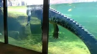 Rex The 5 Metre Crocodile at WILD LIFE Sydney Zoo