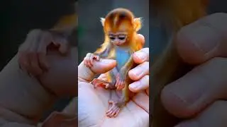 Cute baby monkey crying