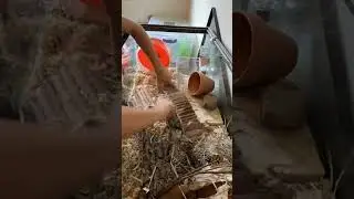 cage redo #trending #hamster  #gerbils #aesthetic #nature #cleaningmotivation ￼￼￼