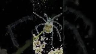 Short #29 - Hydrachnidia sp. #microscope #biology #lofi #study #chill #science #lofimusic