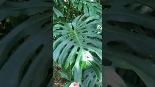 Huge Monsteras are my favorite :) #plant #plants #monstera #florida #sunkengardens