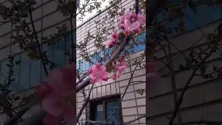 Awesome flowers 🌸💓#blossom #beautifulflowers #springflowers #springtime #youtubeshorts