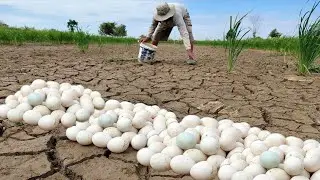 Best amazing  -During the rainy season in the rice fields, a farmer collects a lot of duck eggs.