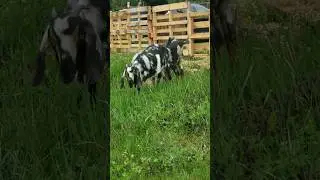 Goats Grazing On Pasture #farmlife #goat #cute