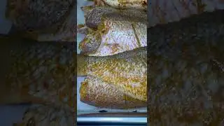 Fresh From The Sea! Yellow Tail Snapper !