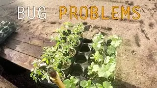 Bug Problems,To Start Your  Vegetable Garden Early or Not ?