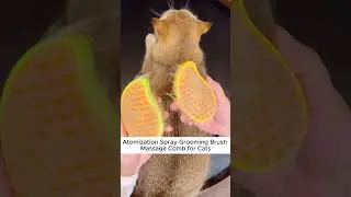 The Best Grooming Tool for Cats: Atomization Spray Brush