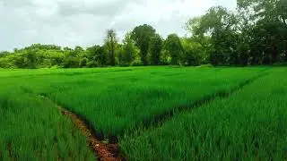 Beautiful Rice Field View #nature #kokan