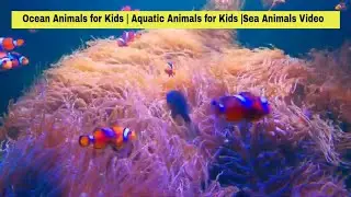 Ocean Animals for Kids | Sea Animals Part-1 Video #kidsvideo #kidslearningvideo #kidseducationvideo