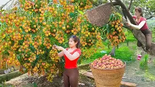 Harvesting Lychees Goes To Market Sell. Herding Pigs & Chickens on the Farm Daily | Nhất Bushcraft