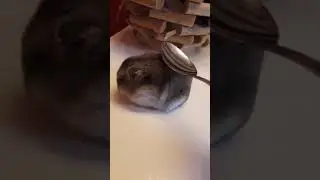 Melhor v&iacute;deo que voc&ecirc;  vai ver hoje!! #shorts #hamster #filhote  #fofo #funk