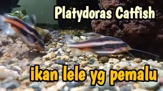 platydoras catfish