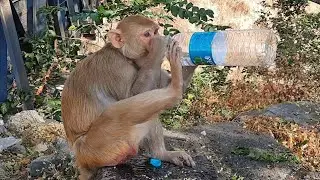 Help Monkey | Thirsty Monkey Drink Water