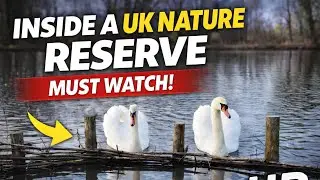 POV NATURE WALK | UK | RELAXING COUNTRYSIDE WALK | PARK | , HD