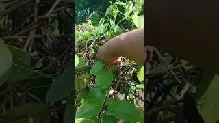 Planta de loroco, con que lo combinas #elsalvador #nature #campo #comida