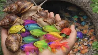 Catch Beautiful aquarium Three-TailedFish in Small Pond | Colorful Fish, giantAfrican land snails