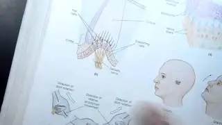 Anatomy 2 Lecture 3-8 Balance, Equilibrium and the Inner Ear