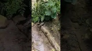 En busca de la inmortalidad. Broque Lejo. Hoja Santa 🕉️♾️