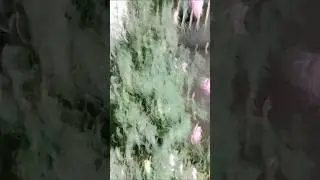 🥀🌱🥀 my plant🥀🥀 climbing rose 🌹#happy #bloomingflowers #ytshort ...