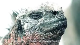 Pink iguana.  Galapagos 2019