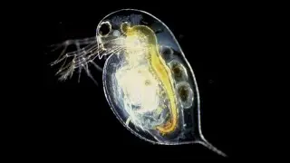 Факты: обыкновенная водяная блоха