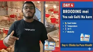 Brooding में  ये गलती मत करना!!! 😱 ​| Chicks Mortality 0 कैसे रखें??🐥|Day 4 Feeds, Medicine & Temp.🌡