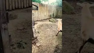 Goat walking around #shorts #animals #goats -Subscribe channel