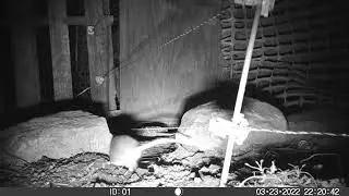 Duke #1 long spring trap vs. barn rat