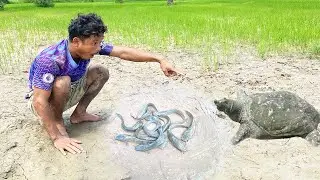 amazing man searched & catching fish with many turtles in mud after low water