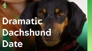 Do sausage dogs like other sausage dogs? | The Dog House 🐶 | Dog Stories