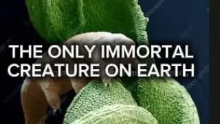 Immortal water bears 