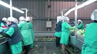 Él área de frutas y hortalizas del Grupo AN