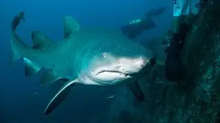 NSW Dive & Drive