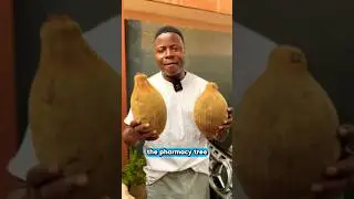 D&eacute;couvrez les bienfaits du baobab.#Bienfaits #Baobab #Plante