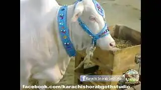 Blue Ankhoon Wala JanwaR 💙 15 Years Old Video ! Golden days ✨️ 💛  viral video from past pakistan 